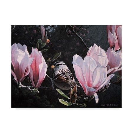 Ron Parker 'Sparrow In Magnolia' Canvas Art,24x32